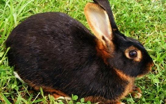 英国垂耳兔的简介 英国垂耳兔是怎样的？
