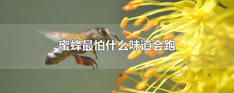 蜜蜂最怕什么味道会跑