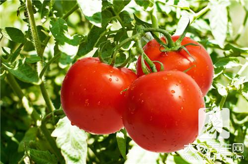 每天一个西红柿益处多，营养师提醒：吃西红柿时要记住2个禁忌