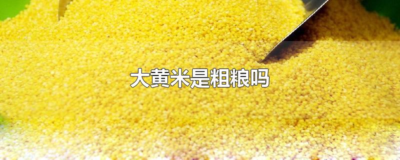 大黄米是粗粮吗