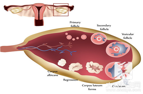 卵巢囊肿会癌变吗
