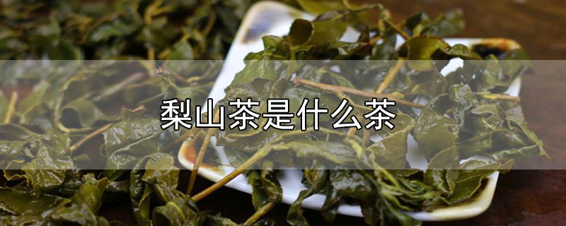 梨山茶是什么茶