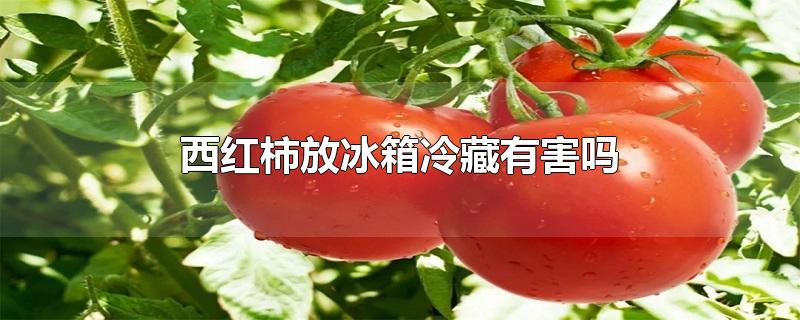 西红柿放冰箱冷藏有害吗