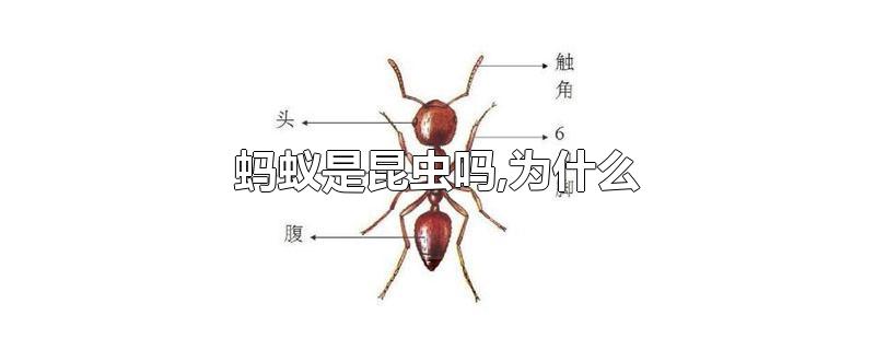蚂蚁是昆虫吗,为什么