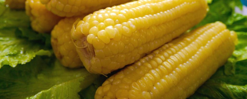 玉米代替主食会发胖吗