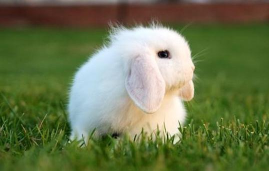 迷你垂耳兔可以长到多大？