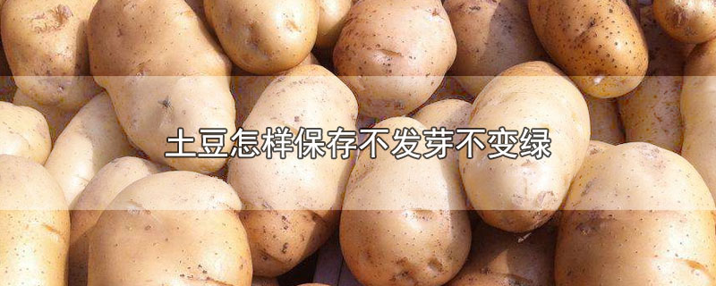 土豆怎样保存不发芽不变绿