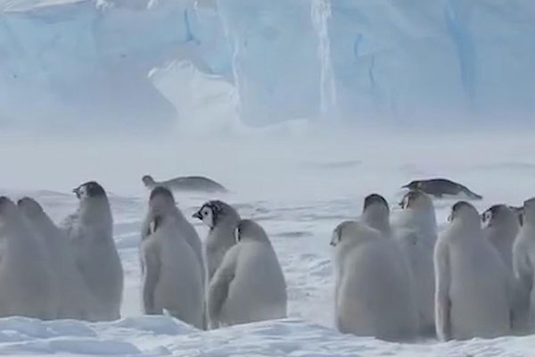 企鹅行走时为什么排成一列纵队