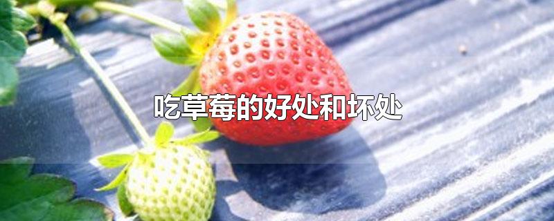 吃草莓的好处和坏处