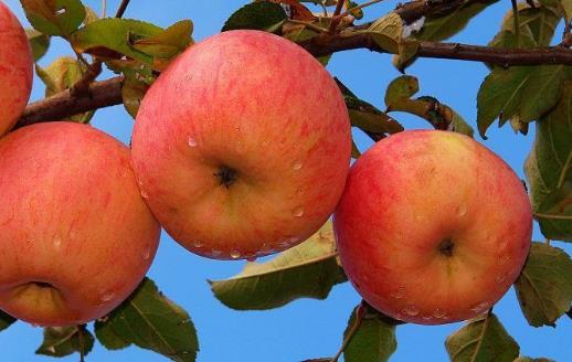 长辈总让我们吃苹果 苹果这些功效你知道几个 