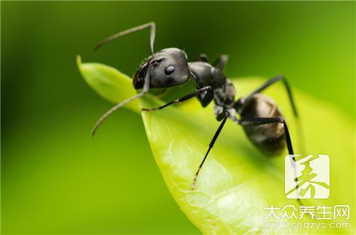 黑蚂蚁的作用是什么