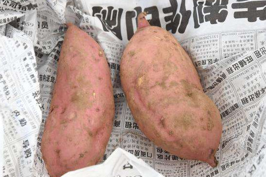 怎样防止红薯发芽