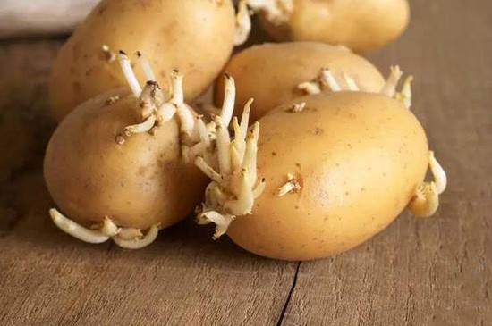 土豆发芽到什么程度不能吃