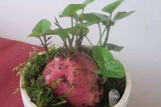 红薯发芽了怎么种土里
