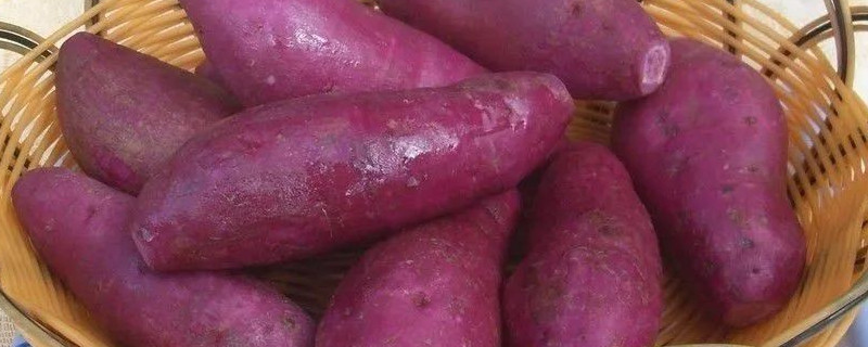 红薯家庭保存方法
