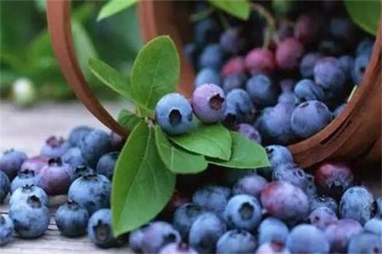 蓝莓吃多了上火吗