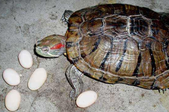 吃乌龟蛋的禁忌