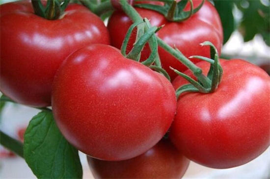 番茄和柿子可以一起吃吗