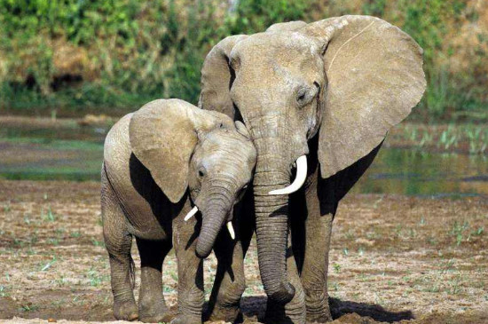 大象一生换多少次板牙