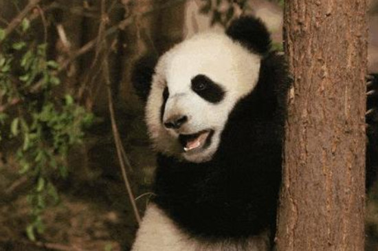 野生大熊猫平均寿命