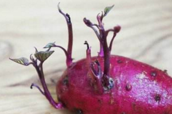 紫薯刚发芽了还能吃吗