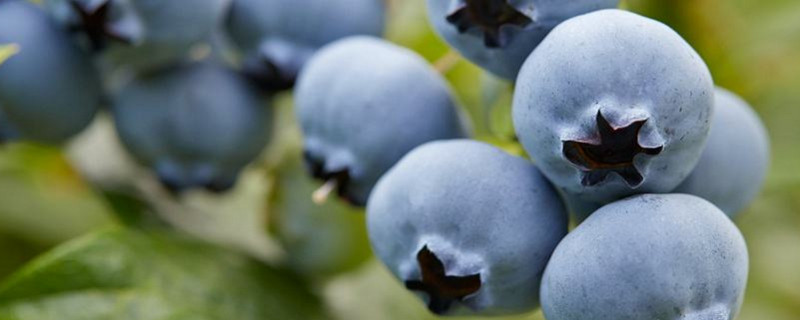 蓝莓吃多了会怎么样